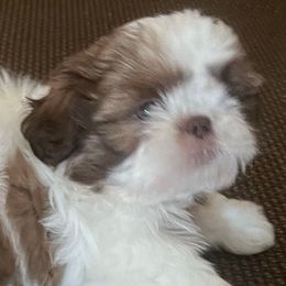 Boy 2 - Liver and white male Shih Tzu puppy in Scottdale, Pennsylvania from Nancy’s Majestic Shih Tzus