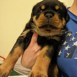 Rottweiler Puppies from Supreme Rottweilers
