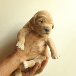 Goldendoodles from Austin Doodle Ranch