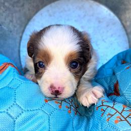 Mr. Zephyr - Red merle male Toy Australian Shepherd puppy in Dolan Springs, Arizona from High Desert Companions