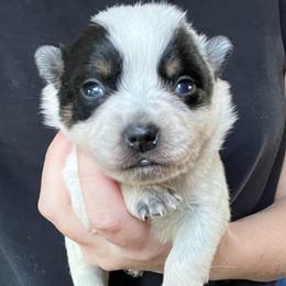 Girl 2 - Blue female Australian Cattle Dog puppy in Irvington, Kentucky from Dry Valley’s Australian Cattle Dogs