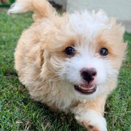 Baylor - Yellow and white male Bernedoodle puppy in Port Saint Lucie, Florida from Eastside Paws LLC