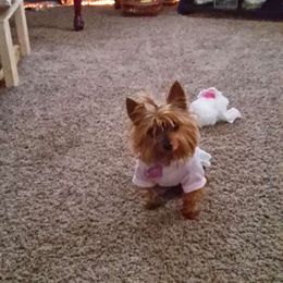 Yorkshire Terrier All Grown Up from New Yorkie City