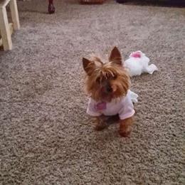 Yorkshire Terrier All Grown Up from New Yorkie City