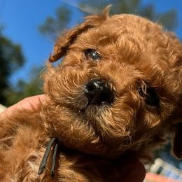 Black - Red  Goldendoodle puppy in Bountiful, Utah from Stitching Doodles