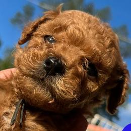 Black - Red  Goldendoodle puppy in Bountiful, Utah from Stitching Doodles
