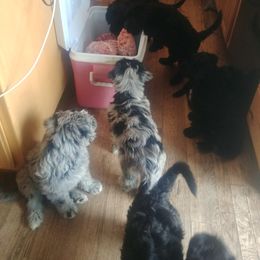Bergamasco Sheepdog Puppies from Spellbound Bergamascos