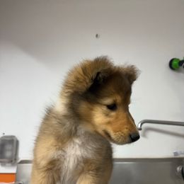 Girl 2 - Sable female Collie puppy in Michigan from 7P Collies