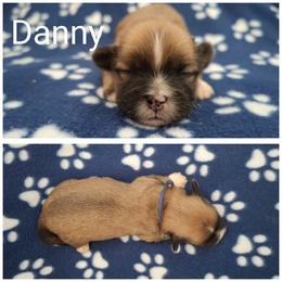Danny - Red gold male Lhasa Apso puppy in Cincinnati, Ohio from Shangri-La Lhasa Apsos