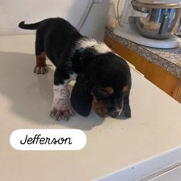 Basset Hound Puppies from Idagon Bassets