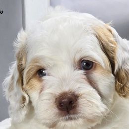 Aussiedoodles, Bernedoodles, and Cockapoos from Jam's Doodles And Poodles