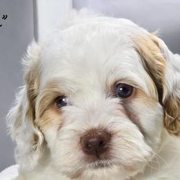 Aussiedoodles, Bernedoodles, and Cockapoos from Jam's Doodles And Poodles