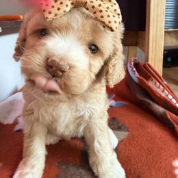Aspen with training - Red and white female Cockapoo puppy in Boonville, North Carolina from Doods & Dolls