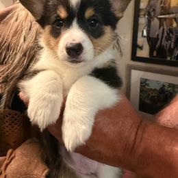 Girl 3 - Black and tan female Pembroke Welsh Corgi puppy in Ridgeland, South Carolina from FOF Lowcountry Corgis