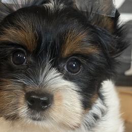 Biewer Terriers, Cavalier King Charles Spaniels, and Cavapoos from Happy Tails