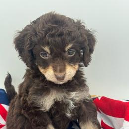 Poppy - Red phantom female Aussiedoodle puppy in Austin, Texas from Doodles of Central Texas