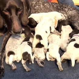 German Shorthaired Pointer puppies from Harris Enterprise & Kennels LLC