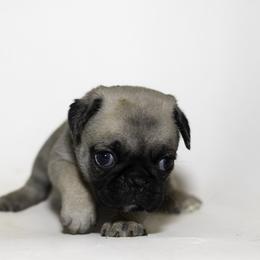 Maisy (pink) - Fawn female Pug puppy in Hereford, Arizona from Broken Road Ranch Pugs