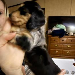 Star - Dapple female Dachshund puppy in Canton, Texas from Bonnie and Clyde Dachshunds