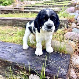 Cocker Spaniel Puppies from Sylvan Acres Spaniels