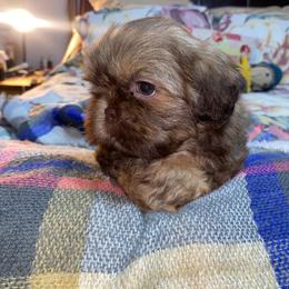 Brownie - Liver male Shih Tzu puppy in Fresno, California from Jas’ ClassnSass