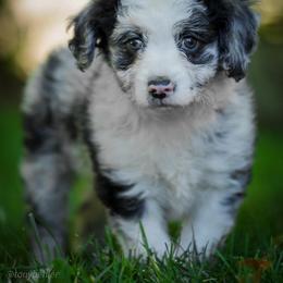 Aussiedoodle, Miniature Australian Shepherd, and Poodle Puppies from Woodwind Miniatures
