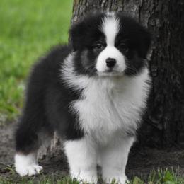 Bunny - Black tri-color female Australian Shepherd puppy in Easton, Missouri from MMA Kennel