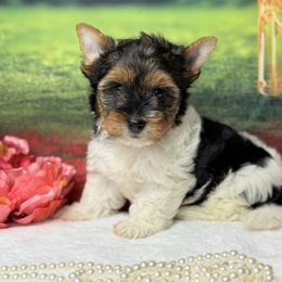 Hanna 2600 - Black tan and white female Biewer Terrier puppy in Douglas, Georgia from South Georgia Yorkies and Biewers