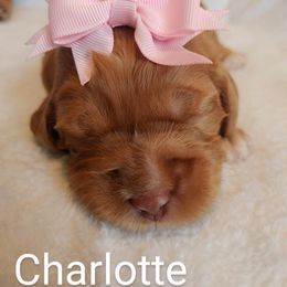 Australian Labradoodle Puppies from Lavender Fields Australian Labradoodles