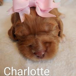 Australian Labradoodle Puppies from Lavender Fields Australian Labradoodles