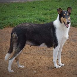 Lacey - Black white and tan female Collie puppy in Danville, Pennsylvania from Brookwood Collies, Smooth & Rough