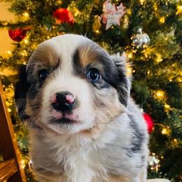 Miniature Australian Shepherd Puppies from Broken T Australian Shepherds