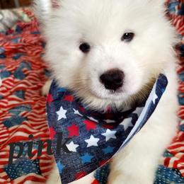 Samoyed Puppies from White Sea Samoyeds