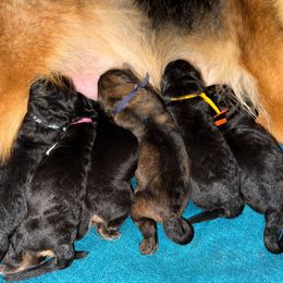 Sky Collar - Black and red male German Shepherd puppy in Orlando, Florida from AceHaven Canines