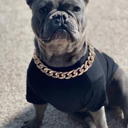 Jersey - French Bulldog