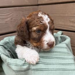 Winnie - Brown and white female Bernedoodle puppy in Mint Hill, North Carolina from Ball-Y-Hoo Bernedoodles