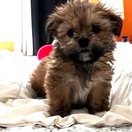 Girl 2 - Brown female Lhasa Apso puppy in Bethpage, New York from Tibetan Tails