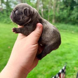 Rizzo - Brindle female French Bulldog puppy in Washington, Pennsylvania from Crooked Pine French Bulldogs
