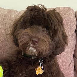 Stella - Australian Labradoodle