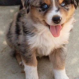 Miniature Australian Shepherd Puppies from Bline's Awesome Aussies