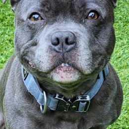 Ragnar - Staffordshire Bull Terrier