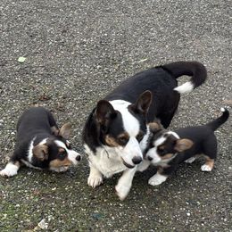 Cardigan Welsh Corgi Puppies from Fairy Tail Cardigan Welsh Corgi's