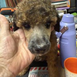 Boy 3 - Sable male Poodle puppy in Leonard, Texas from Deblyns Poodles