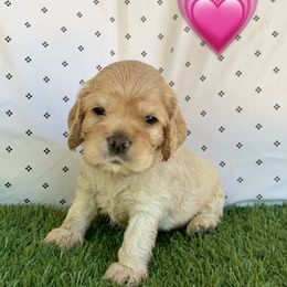 Girl 3 - Buff Cocker Spaniel puppy in Shingle Springs, California from California Spaniels