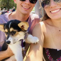 Labrador Retriever and Pembroke Welsh Corgi Puppies from Burress Family Farm and Kennels