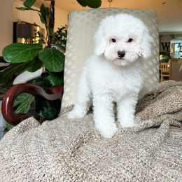 Cockapoo Puppies from Cockapoo Puppies and Co.
