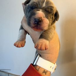 Cindy Lou - Mantle female Great Dane puppy in Sac City, Iowa from Northern Great Danes of Colorado & Iowa