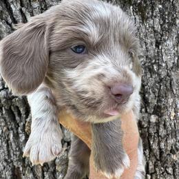 Truffle - Dapple female Dachshund puppy in Bentonville, Arkansas from Boujee Buns Dachshunds