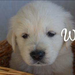 Mr White - Light golden male Golden Retriever puppy in Grand Island, Nebraska from Loseke Family Retrievers