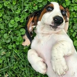 Jake - White black and red male Basset Hound puppy in Lebanon, Ohio from Golden Acres Dachshunds